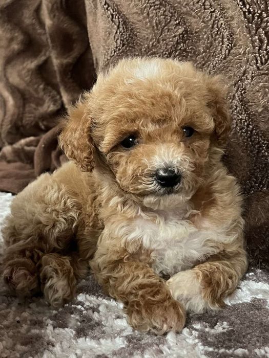 Мальчики и девочки мальтипу