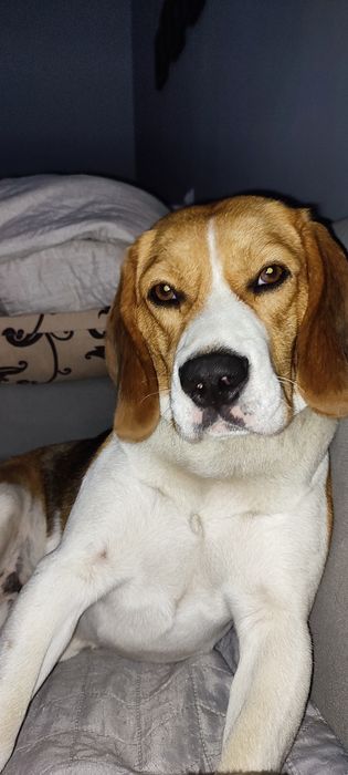 [REZERWACJA DO 06.02]Pies w typie beagle do oddania