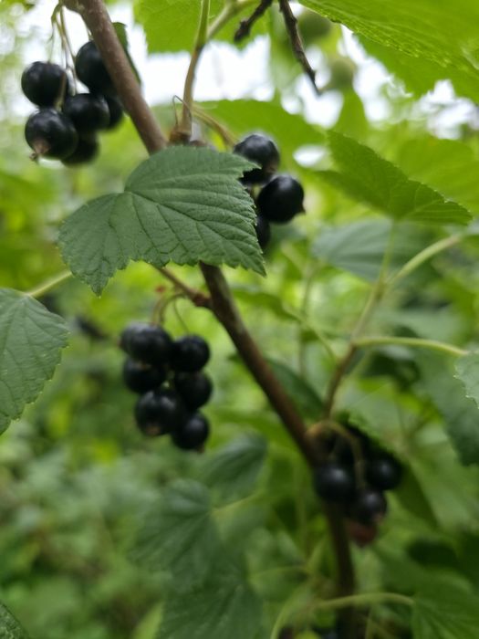 Porzeczka czarna
