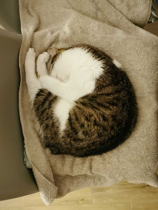 Ptysia - koteczka bez ogonka