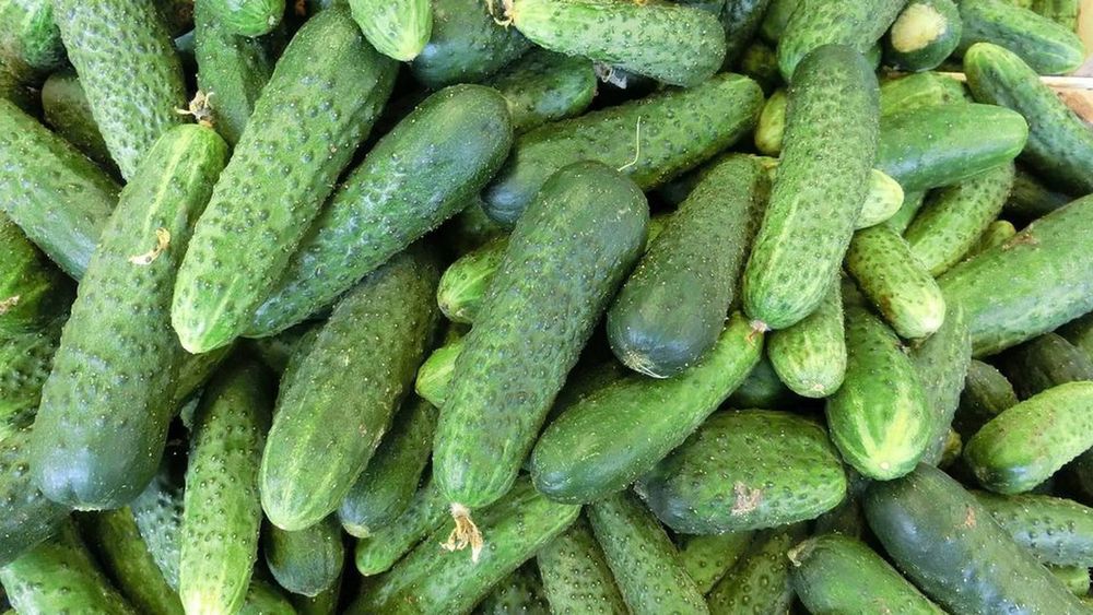 Продаються огірки