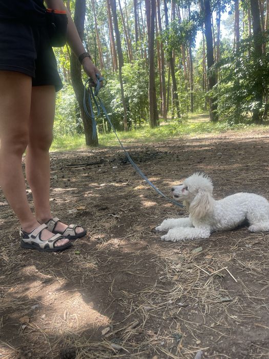 Кінолог, зоопсихолог. Дресирування собак.