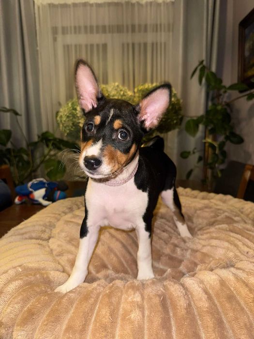 Suczka Basenji tricolor po Interchampionach