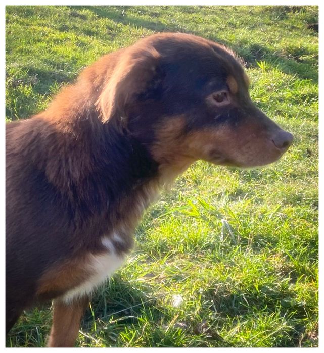 Choko - do adopcji sunia - czekoladowa piękność