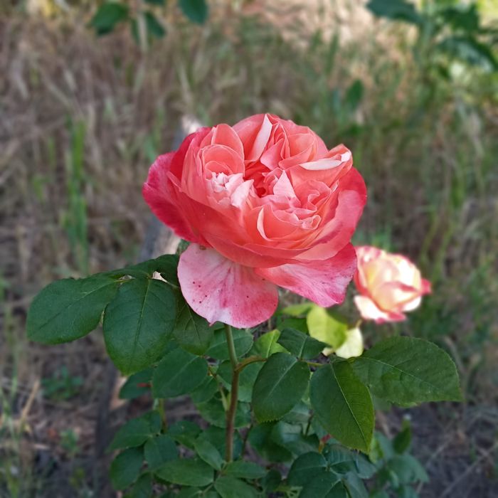 Роза сорт Вувузела