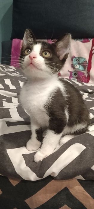 Срочно отдам котёнка