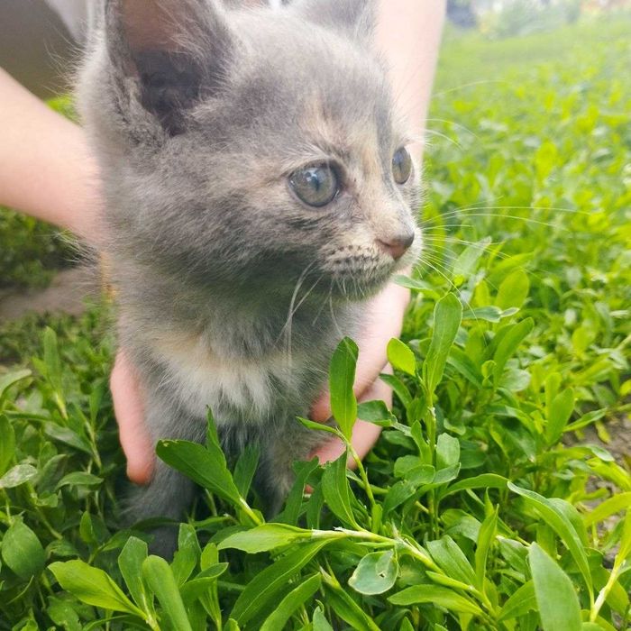 Кошенята шукають дом
