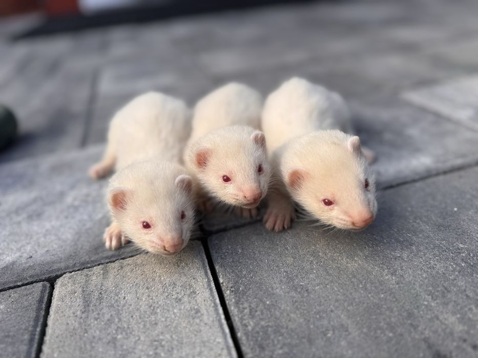 Fretka, mlode fretki