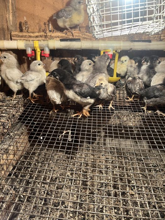 Курчата амераукана