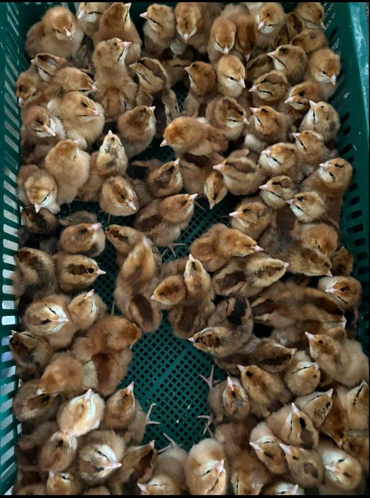 Продаю курчата,гуси,качки,індики,кури