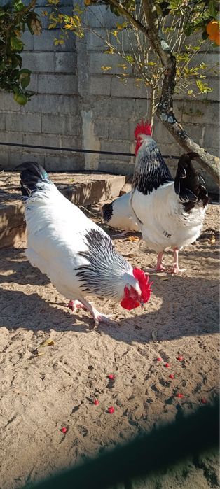 Vendo galos Sussex Light Puros