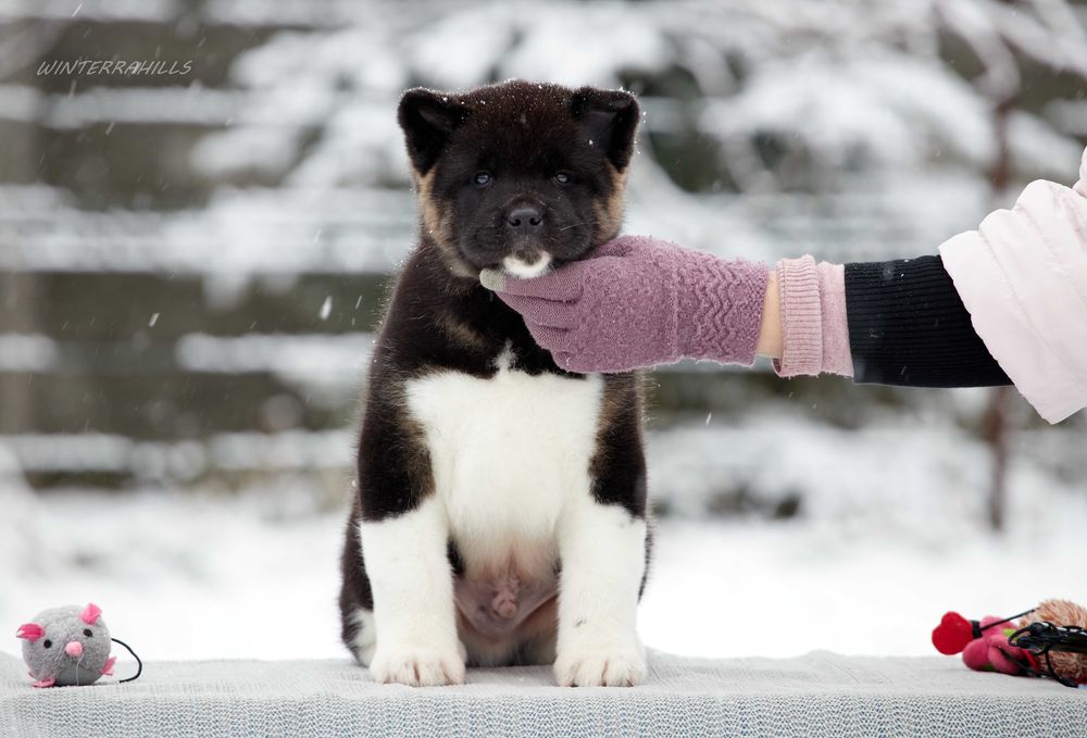 Американська Акіта ~  вищий клас! КСУ
