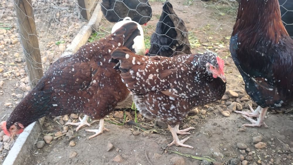 Ovos galados de várias raças