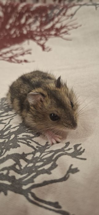 Хомяки Джунгарики