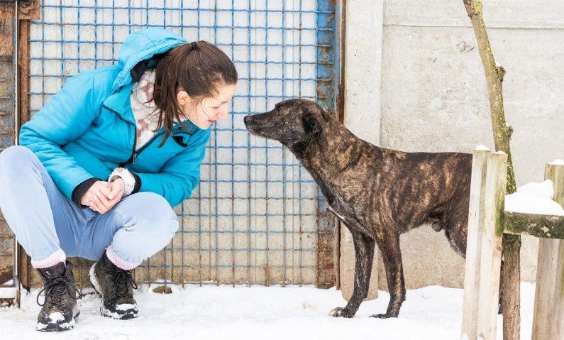 Lilo - aktywny i chętny do zabawy