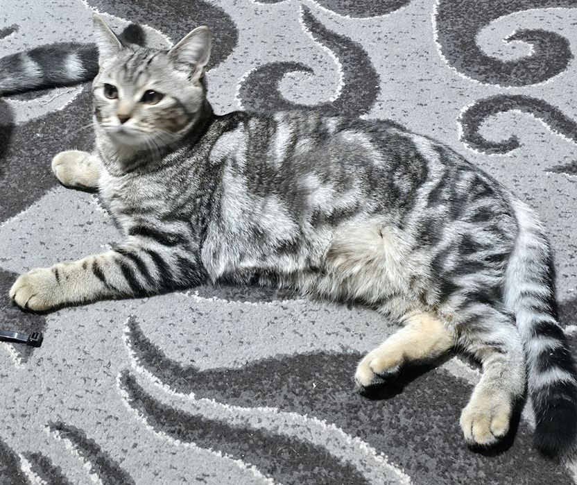 Шотландські скотіш страйти