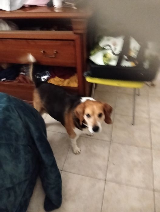 Dou cão meigo carinhoso de seis anos