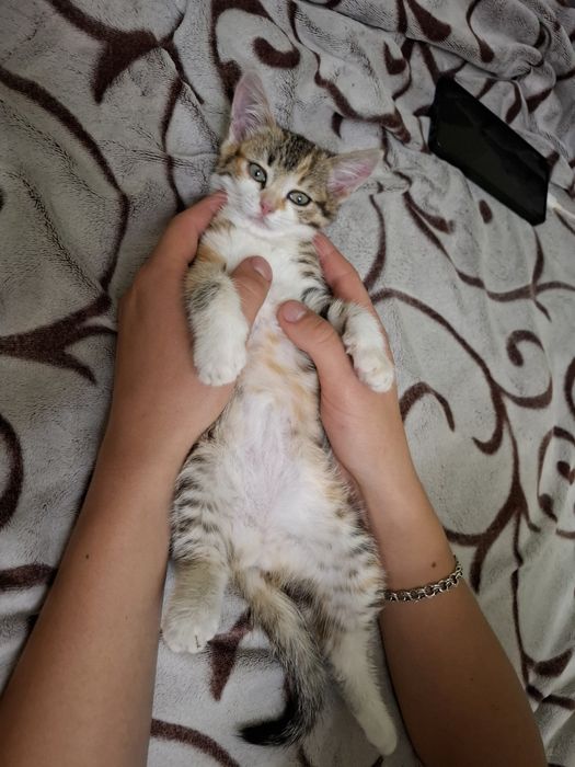 Отдам котенка в добрые руки