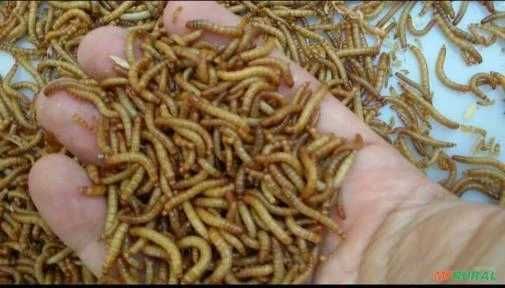 Vendo tenebrio vivo bom alimento