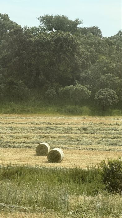 Fardos de feno e feno silagem