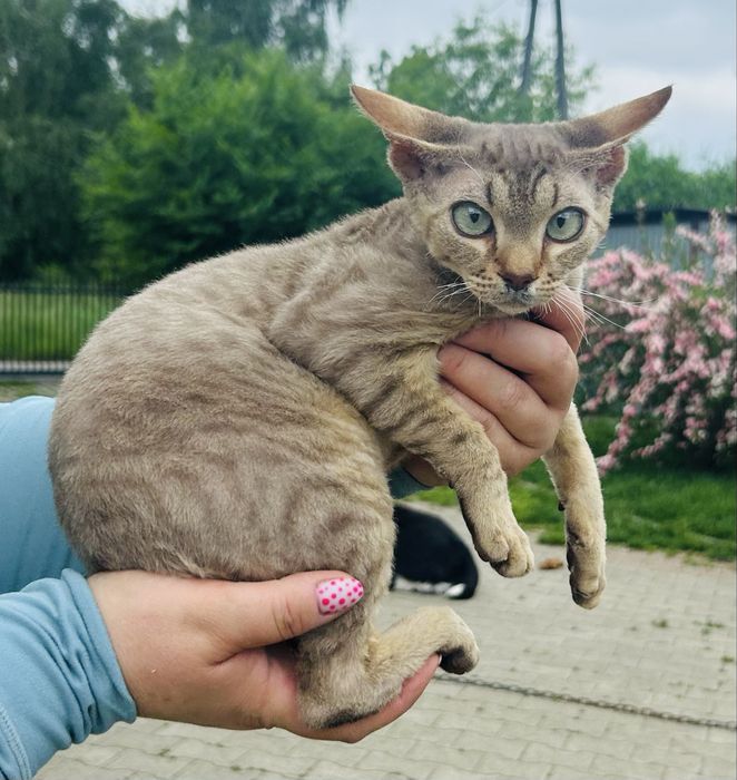 Słodki kocurek Devon Rex, kawa z mlekiem