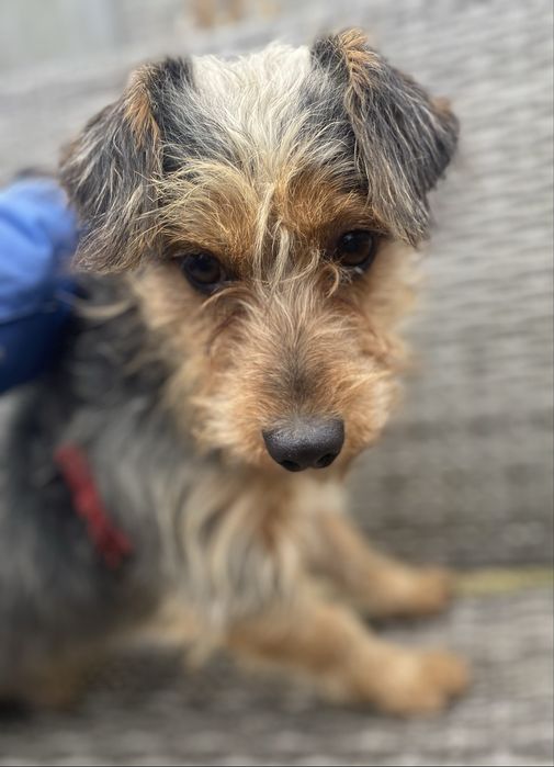 Piesek do adopcji 1,5 roczny