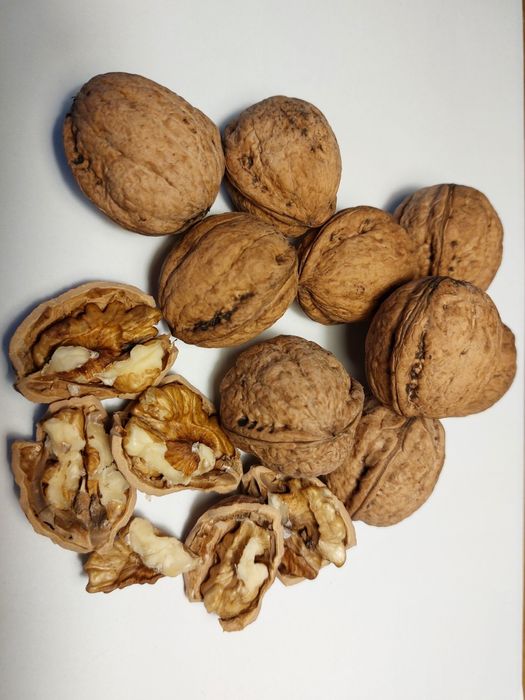 Smaczne orzechy włoskie zbiór 2025