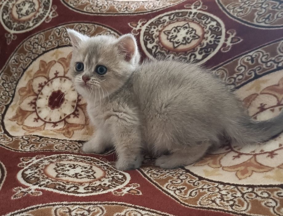British Shorthair fêmea