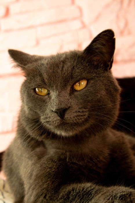 Котик, молодий кіт