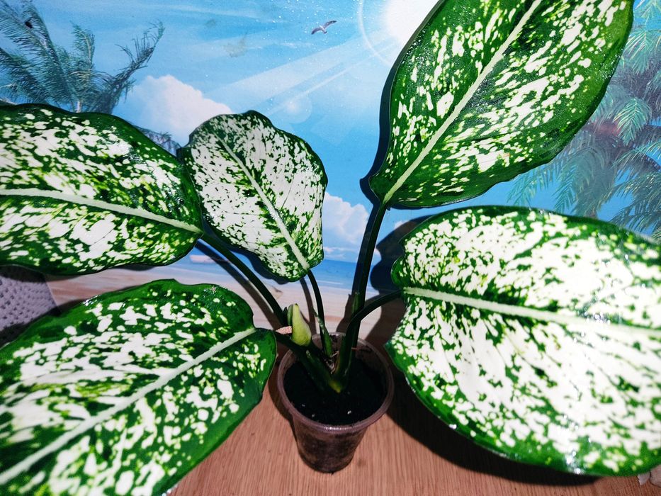 Калатея , монстера альба, строманта, аглонема