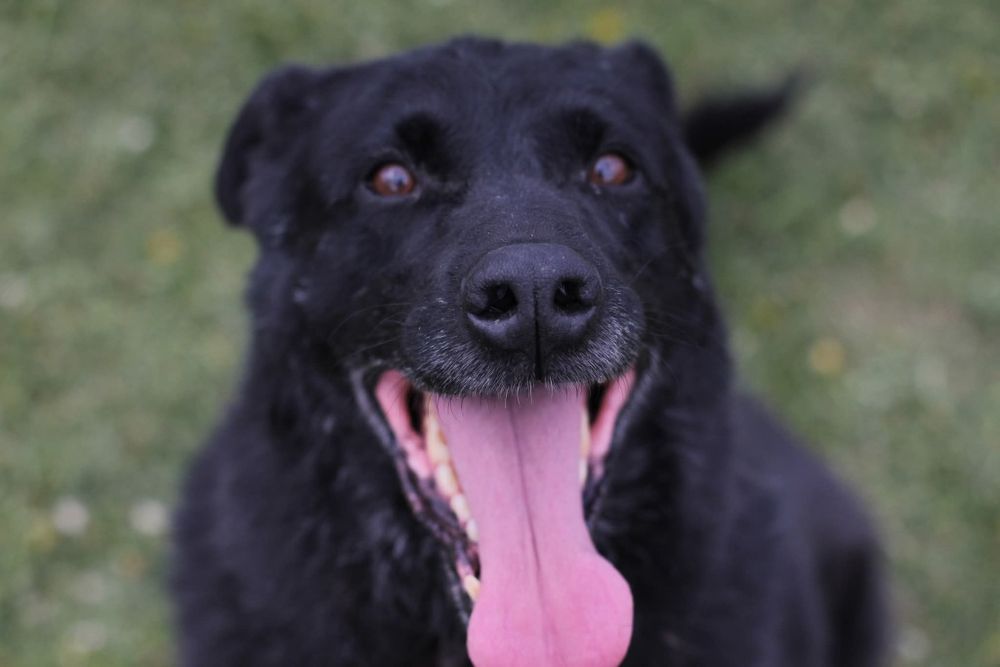 Pozytywny Simon szuka domu