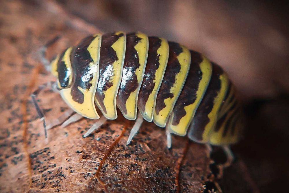 Armadillidium maculatum "Yellow Zebra", isopody, 10 szt.