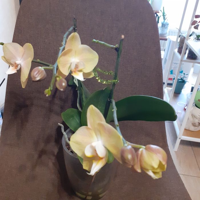 Орхідея домашня.