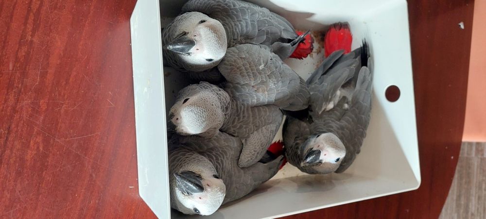 Papagaios cinzentos bebés