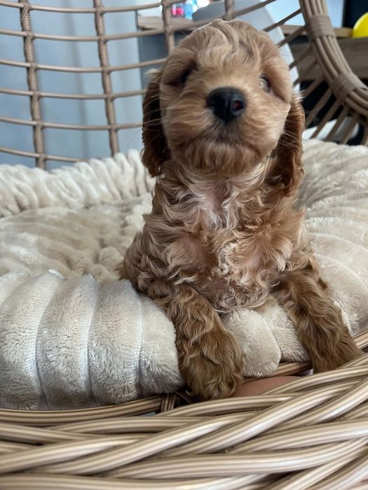 Sprzedam pieska maltipoo