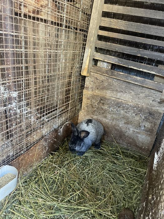 Полтавське срібло. Кріль. Самець.