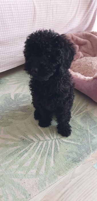 Pudel miniaturka