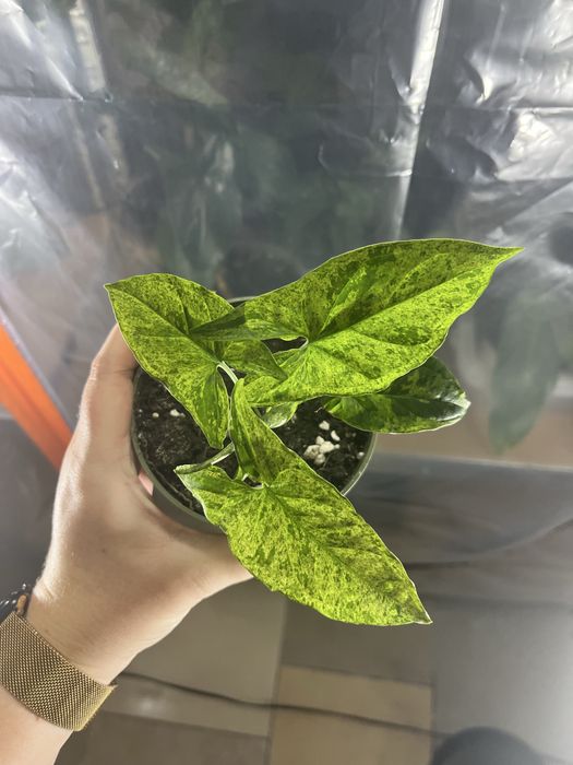 Syngonium mottled mojito piekne wybarwienie