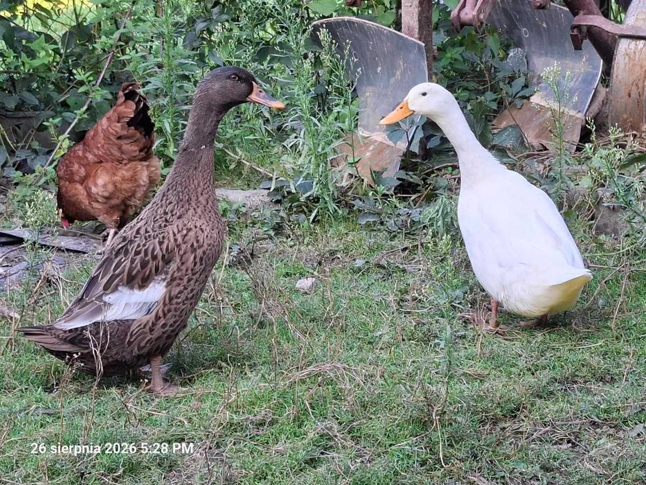 Kaczki z Naturalnego Chowu – Zdrowe, Zadbane, Wiejskie