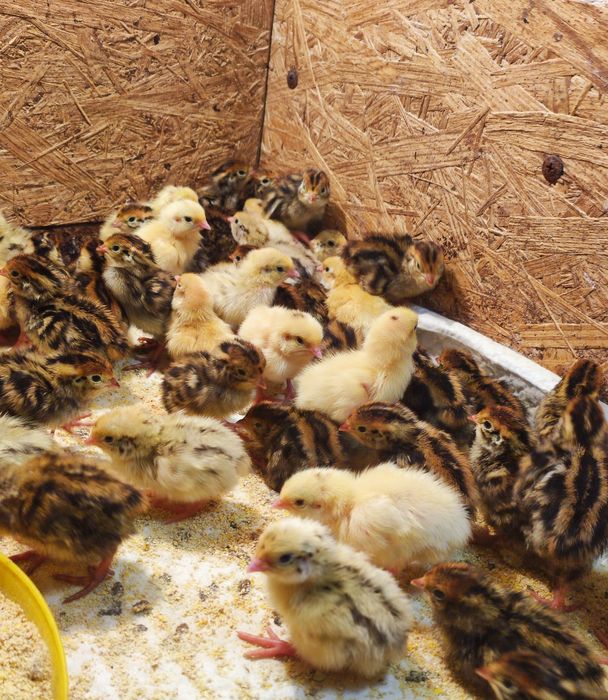 Курочки несушки - перепела. В наличии и под заказ. Суточные, подростки