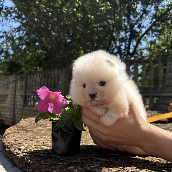 шикарна дівчинка шоу классу