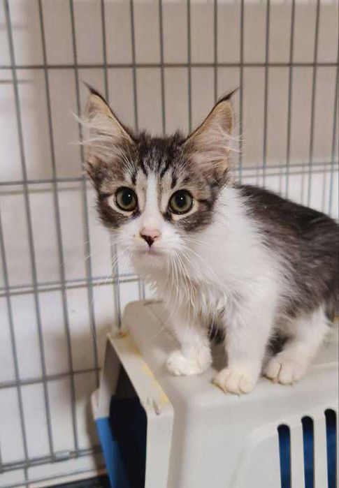 Котенок Шерлок, 2,5 месяца, ищет семью!