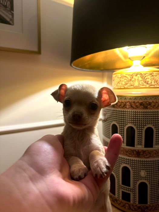 Prześliczna mini chihuahua