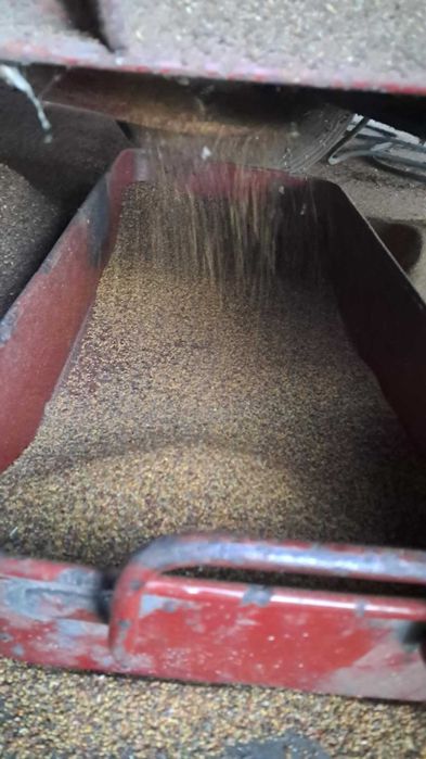 Nostrzyk biały i żółty zbiór 2025