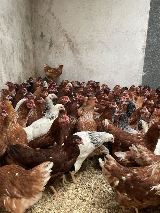 Galinhas poedeiras a iniciar postura 18 semanas