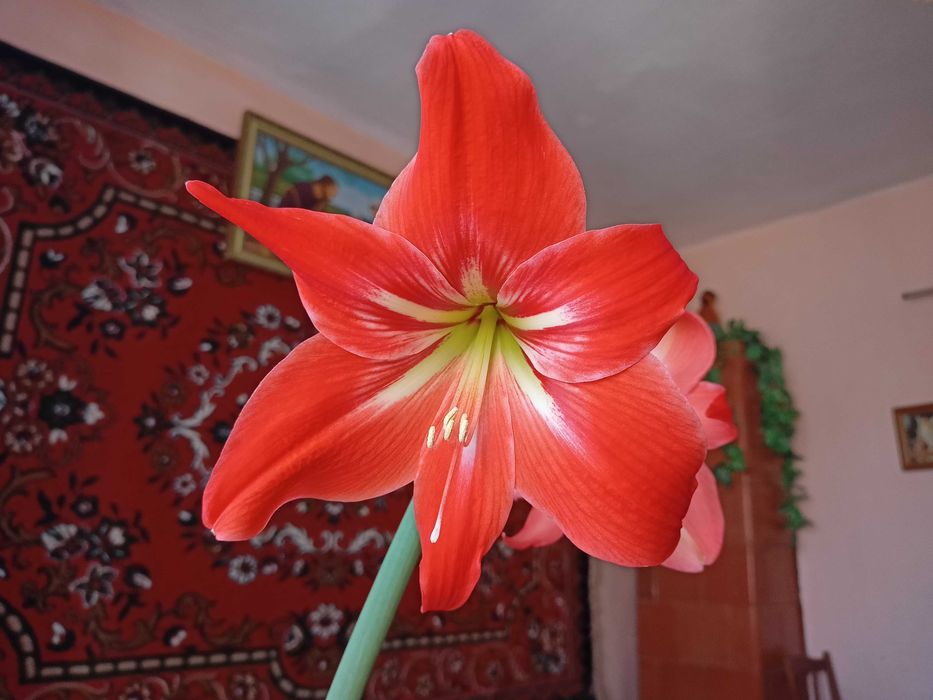 Гіпеаструм (амариліс, кімнатна лілія), цибулини