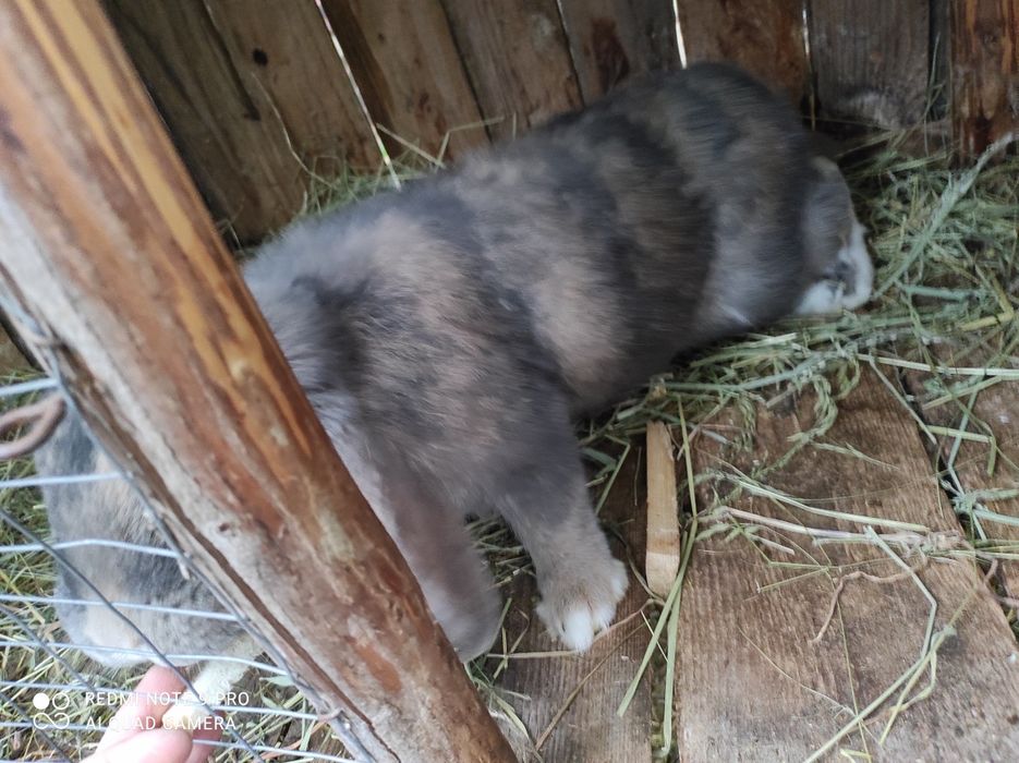 Продам чистокровних кролиць, є кітні кролиці порода французький баран.