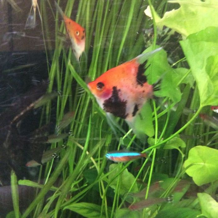 Салярия супер Ред и Ред девил