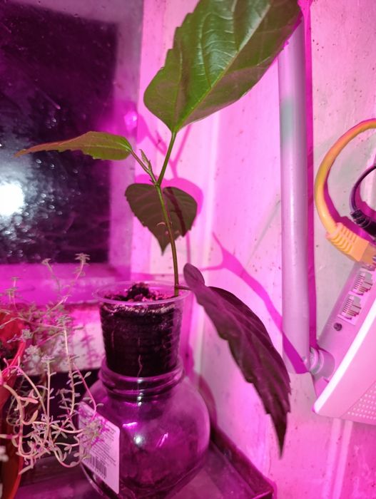 Гібіскус кімнатний, молочай біложилковий, хлорофітум чубатий.