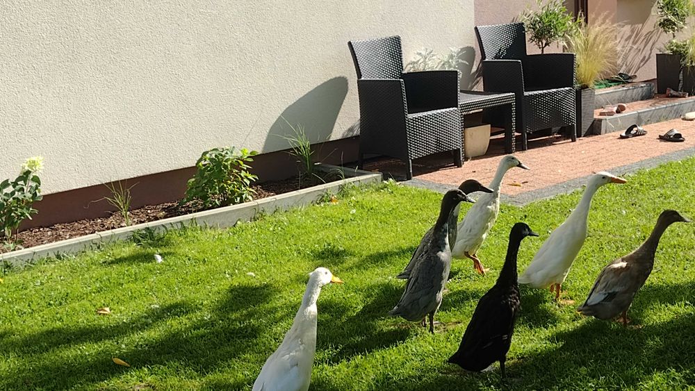 Kaczki Biegus  Indyjski